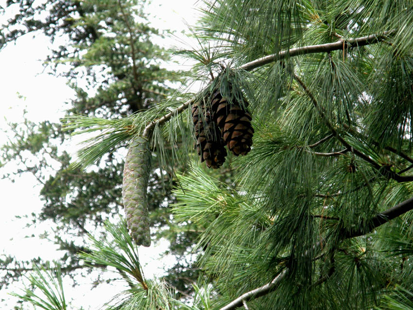 Pinus strobus